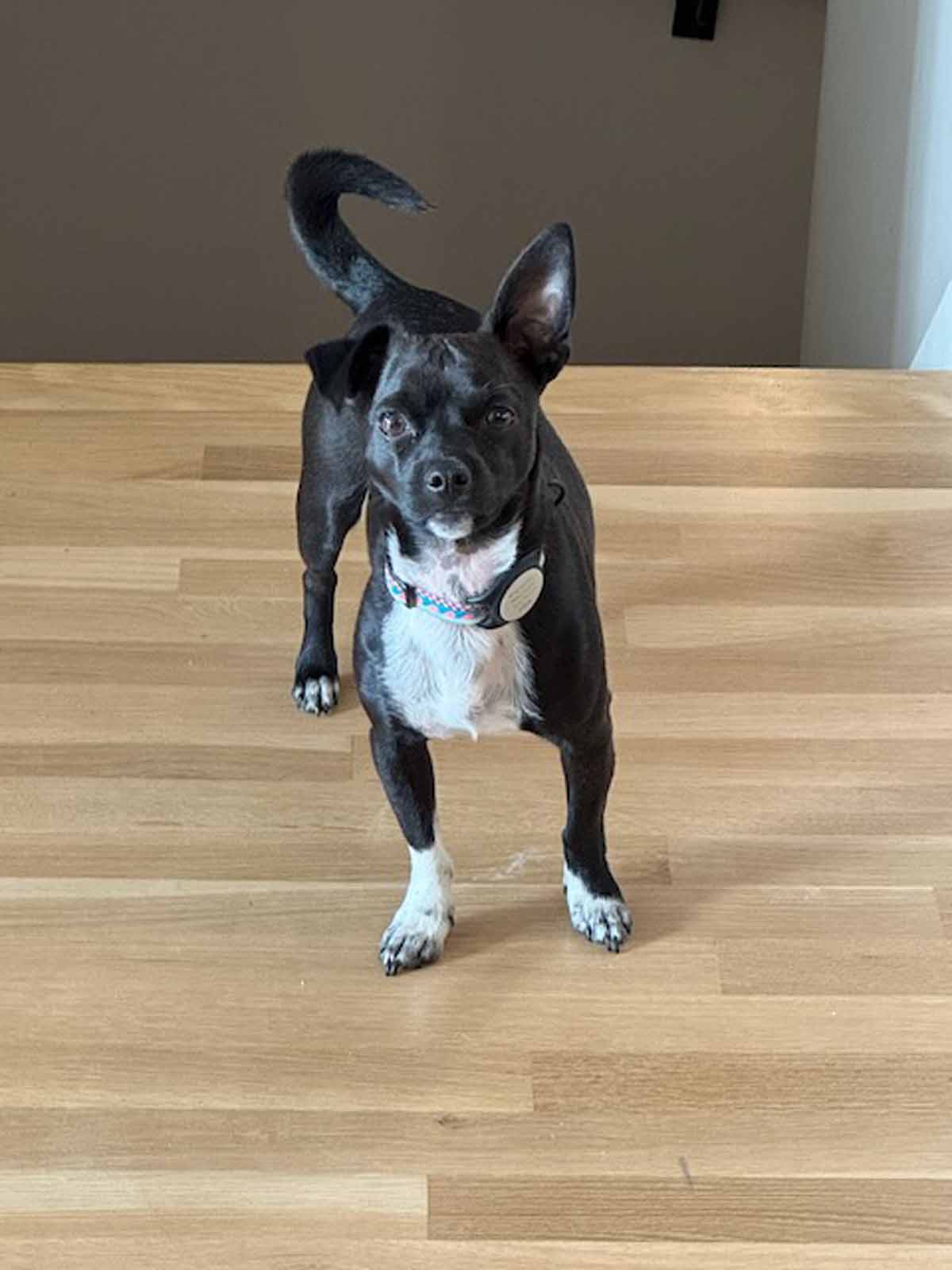 SOS SF's mascot Toby a black and white chihuahua mix